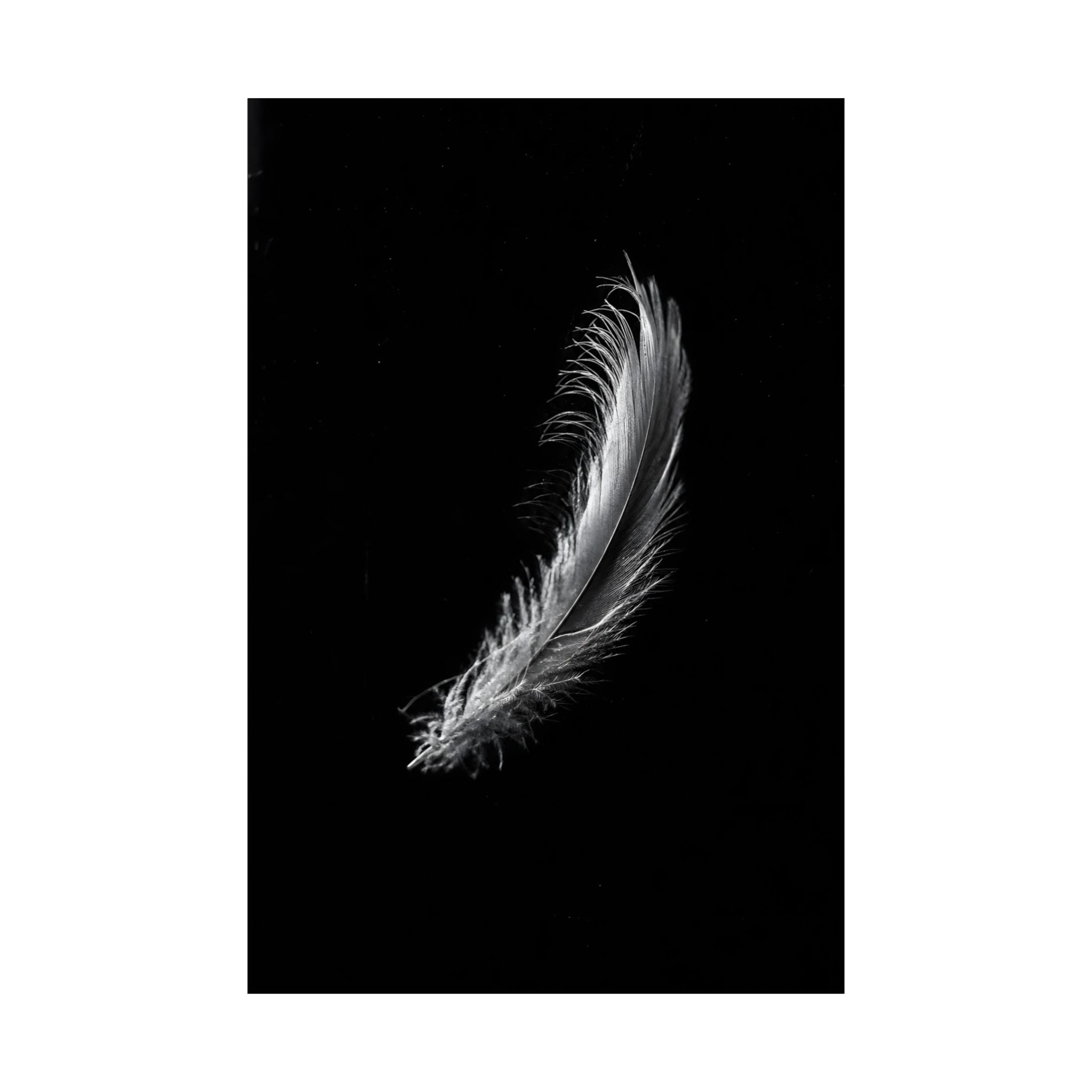 Noir Minimalist Feather