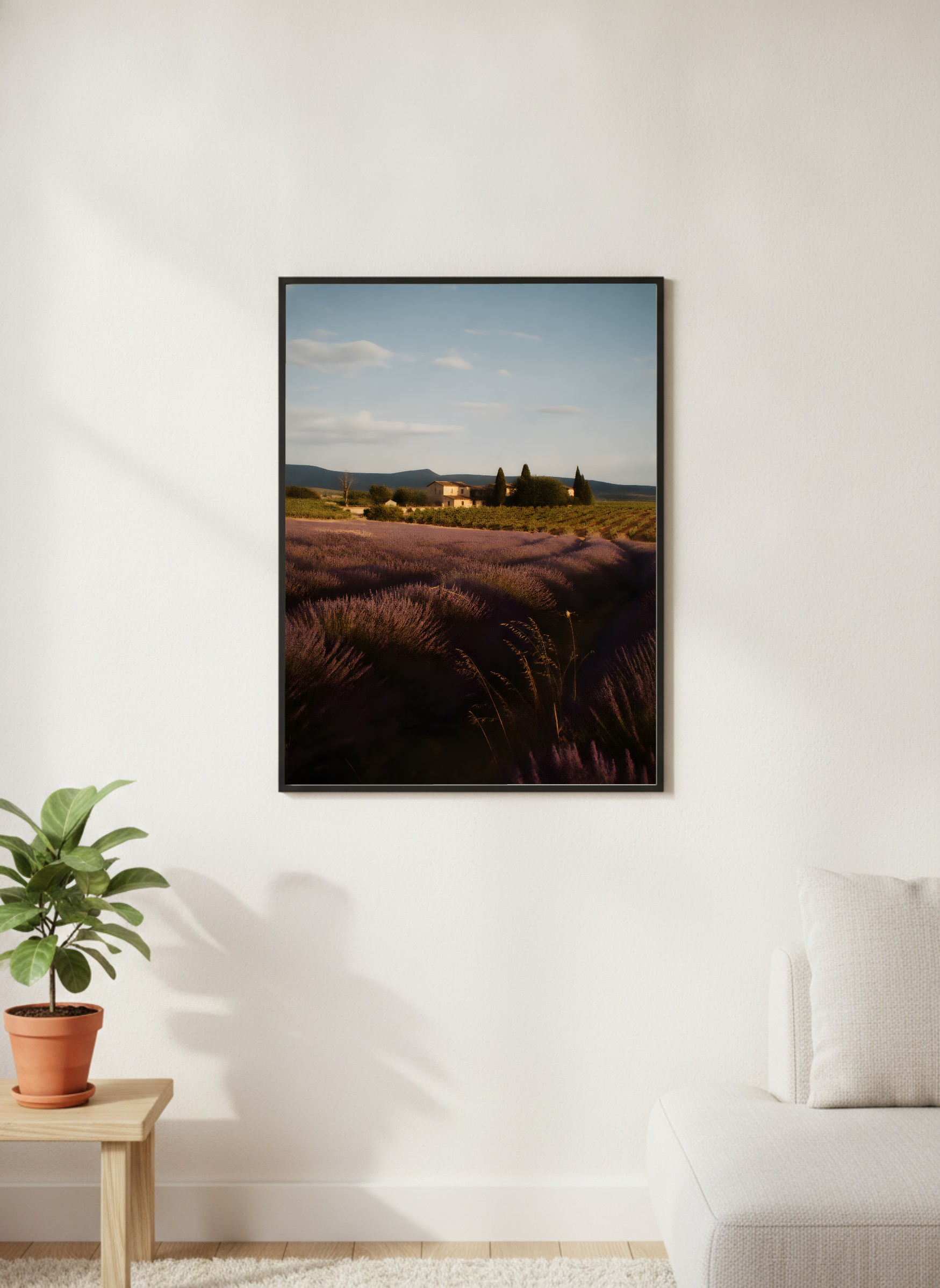 Lavender Field
